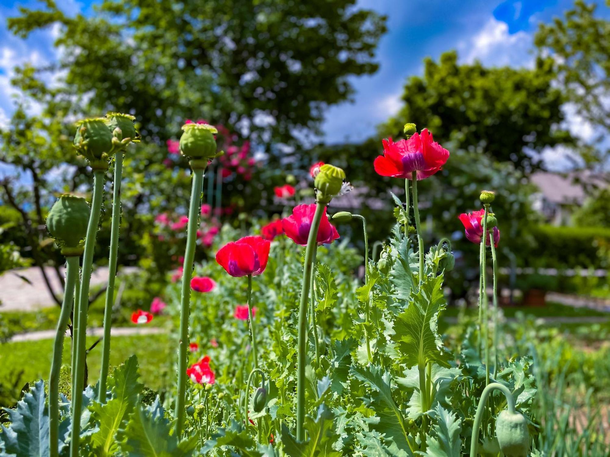 Green Oasis Garden Šenčur Bagian luar foto